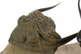 Spectacular Flying Dicranurus Trilobite With Zlichovaspis #334922-6